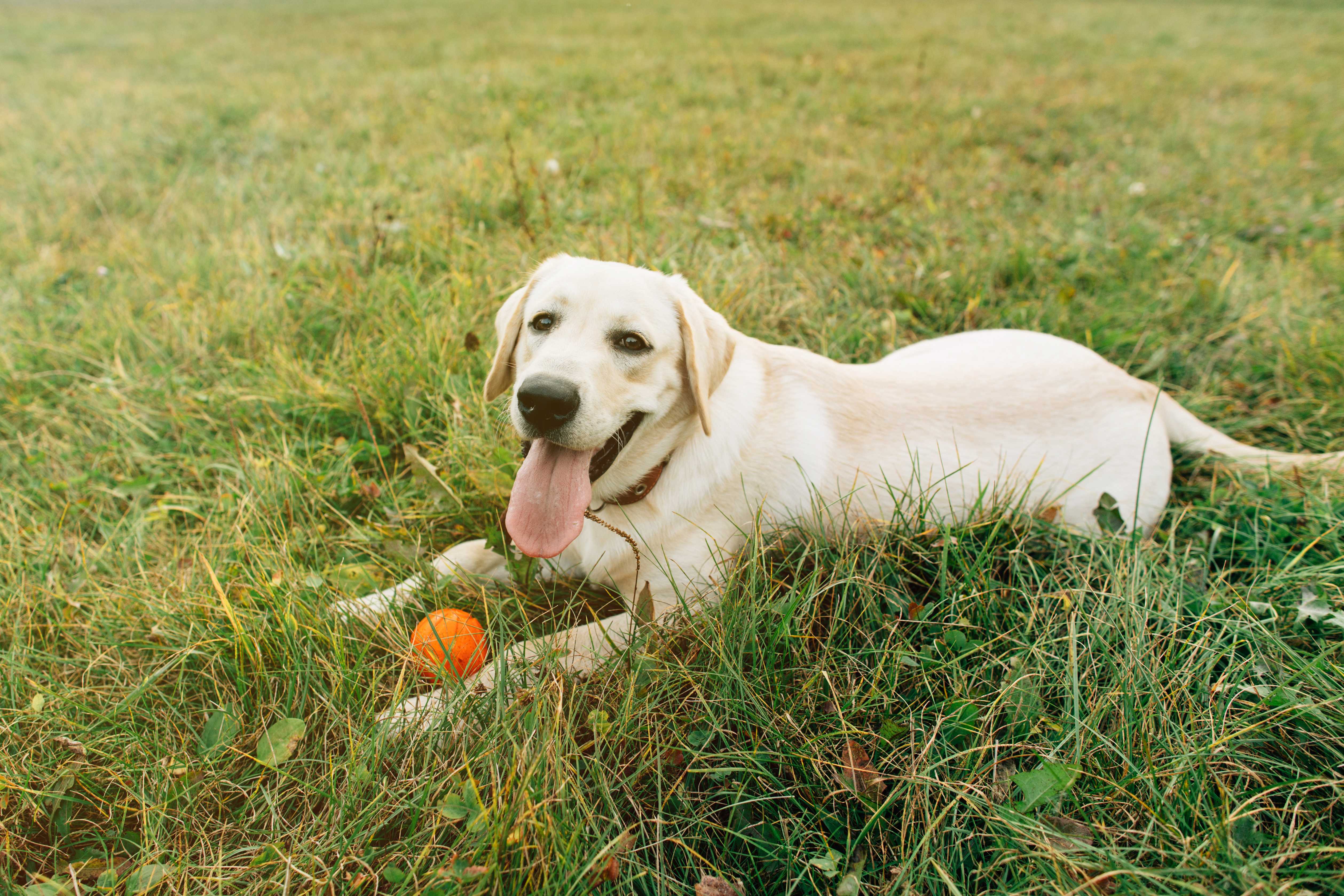 Pet Shop Landing Image